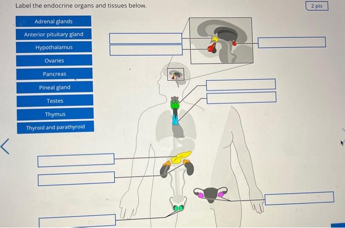 Label The Endocrine Organs And Tissues Below Adrenal Glands Anterior Pituitary Gland Hypothalamus Ovaries Pancreas Pine 1