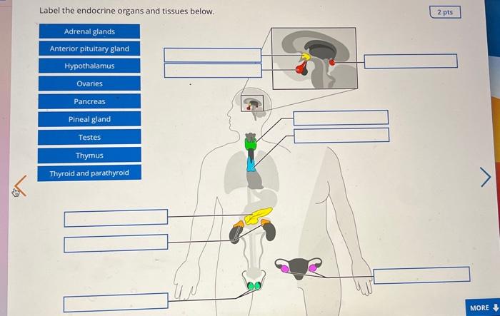 Label The Endocrine Organs And Tissues Below Adrenal Glands Anterior Pituitary Gland Hypothalamus Ovaries Pancreas Pine 2