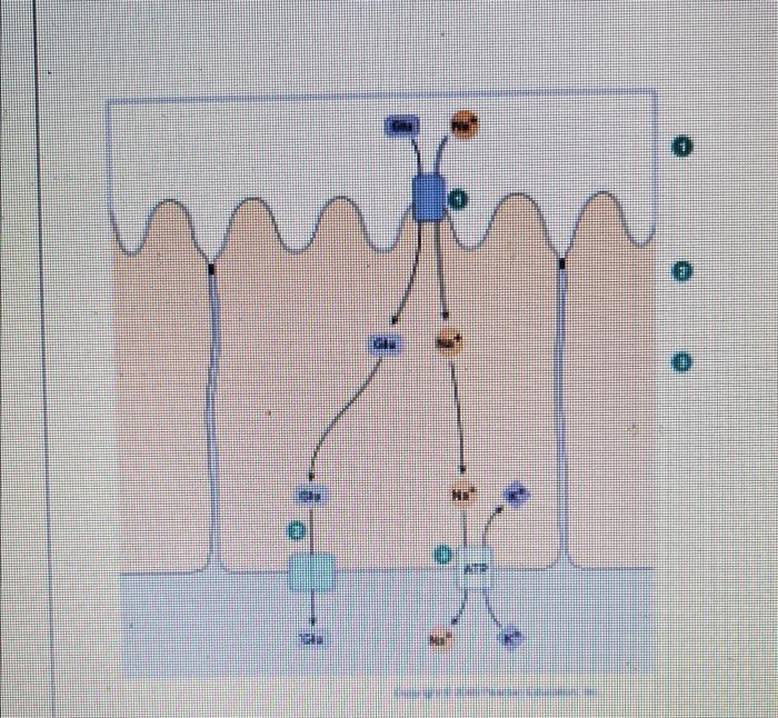 E C 1 Explain How Glucose Is Transported From One Side Of The Cell To The Other Steps 1 2 Make Sure To Mention Wh 1