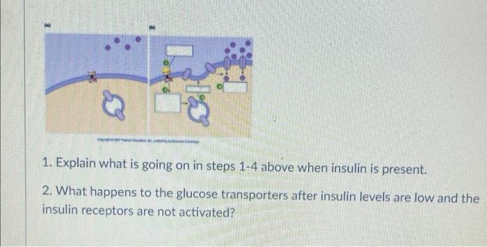 Era 1 Explain What Is Going On In Steps 1 4 Above When Insulin Is Present 2 What Happens To The Glucose Transporters 1