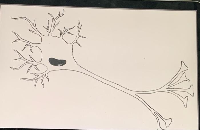 Attached Is A Diagram Of A Typical Multipolar Neuron For This Assignment You Need To Print Out The Diagram Label It A 1