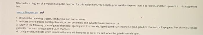 Attached Is A Diagram Of A Typical Multipolar Neuron For This Assignment You Need To Print Out The Diagram Label It A 2