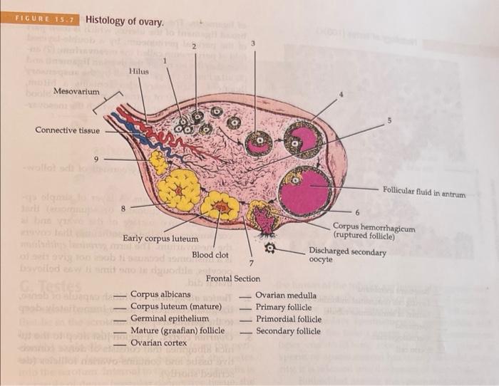Figure 15 7 Histology Of Ovary Mesovarium Connective Tissue Vos Filt G Testes 8 Hilus Early Corpus Luteum Blood Clot 1