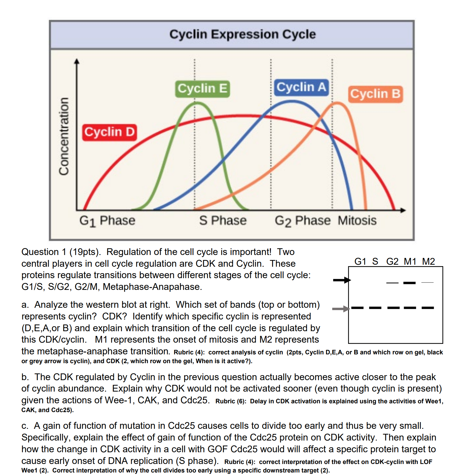 Concentration Cyclin D Cyclin Expression Cycle Cyclin E S Phase Cyclin A G Phase Question 1 19pts Regulation Of The 1