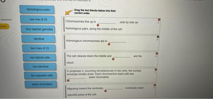 Awarded Cored I Homologous Pairs One Row Of 23 Four Haploid Gametes Identical Two Rows Of 23 Two Diploid Cells Non Iden 1