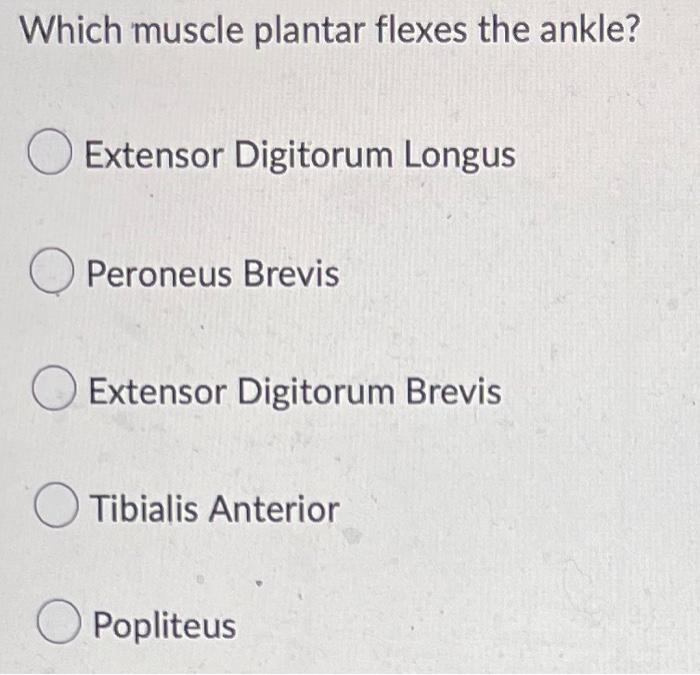 Which Muscle Plantar Flexes The Ankle Extensor Digitorum Longus Peroneus Brevis Extensor Digitorum Brevis Tibialis Ante 1