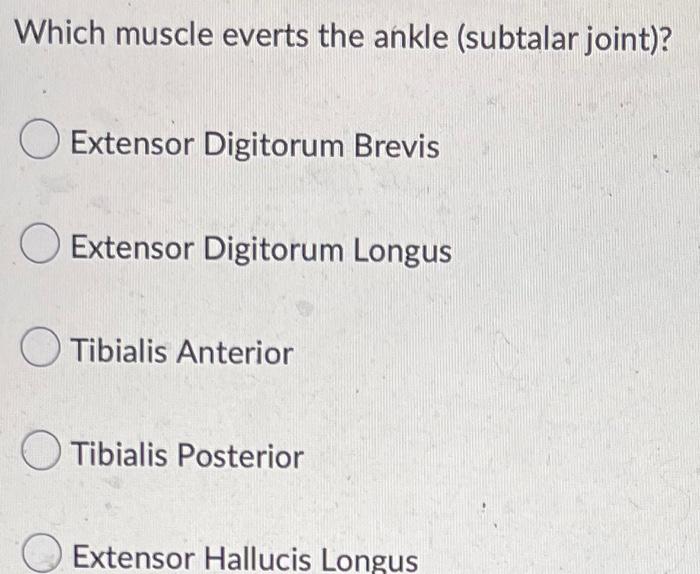 Which Muscle Plantar Flexes The Ankle Extensor Digitorum Longus Peroneus Brevis Extensor Digitorum Brevis Tibialis Ante 2