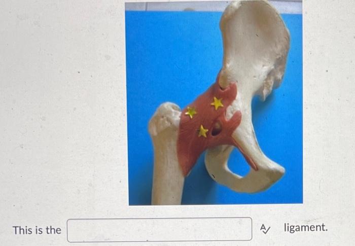This Is The A Ligament Identify The Muscle A Digits 2 4 A This Muscle 1