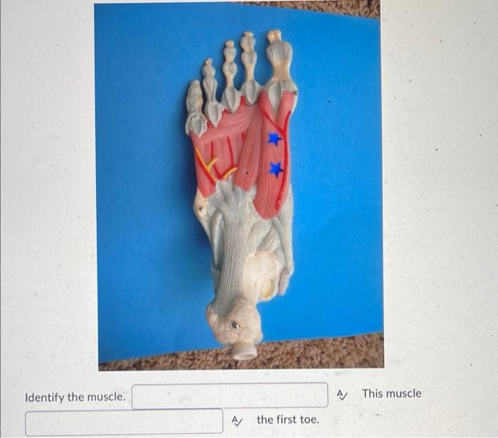 Identify The Muscle A The First Toe A This Muscle Identify The Muscle 1