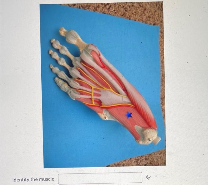 Identify The Muscle A The First Toe A This Muscle Identify The Muscle 2