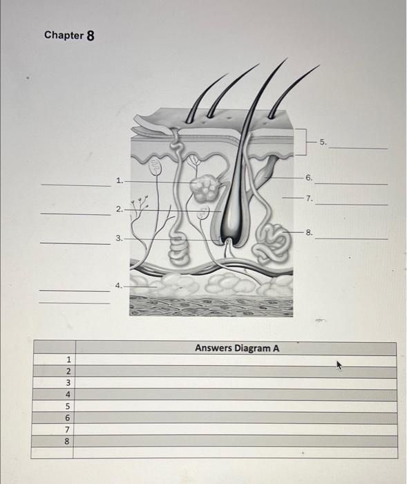 Chapter 8 1234s00 5 6 7 8 1 3 Answers Diagram A 6 7 8 5 1