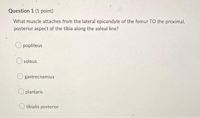 Question 1 1 Point What Muscle Attaches From The Lateral Epicondyle Of The Femur To The Proximal Posterior Aspect Of 1