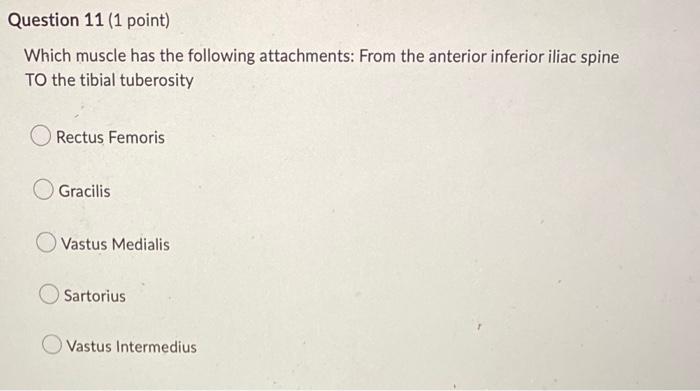 Question 11 1 Point Which Muscle Has The Following Attachments From The Anterior Inferior Iliac Spine To The Tibial T 1