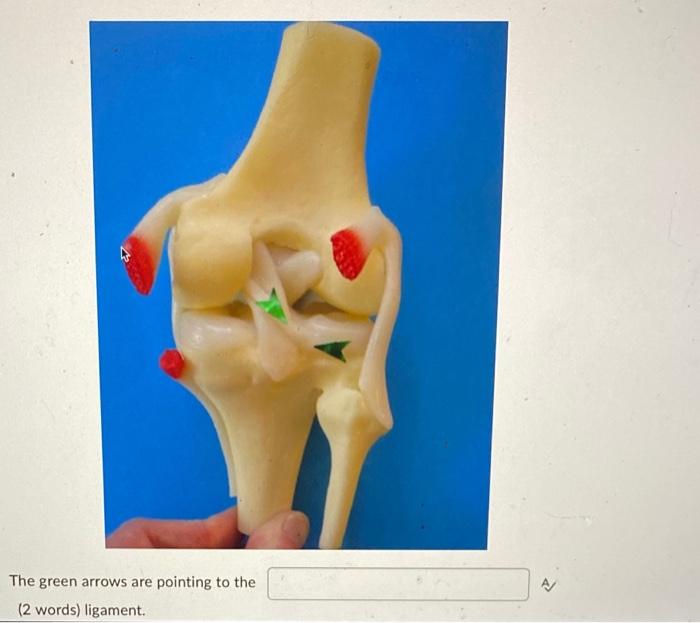The Green Arrows Are Pointing To The 2 Words Ligament 1