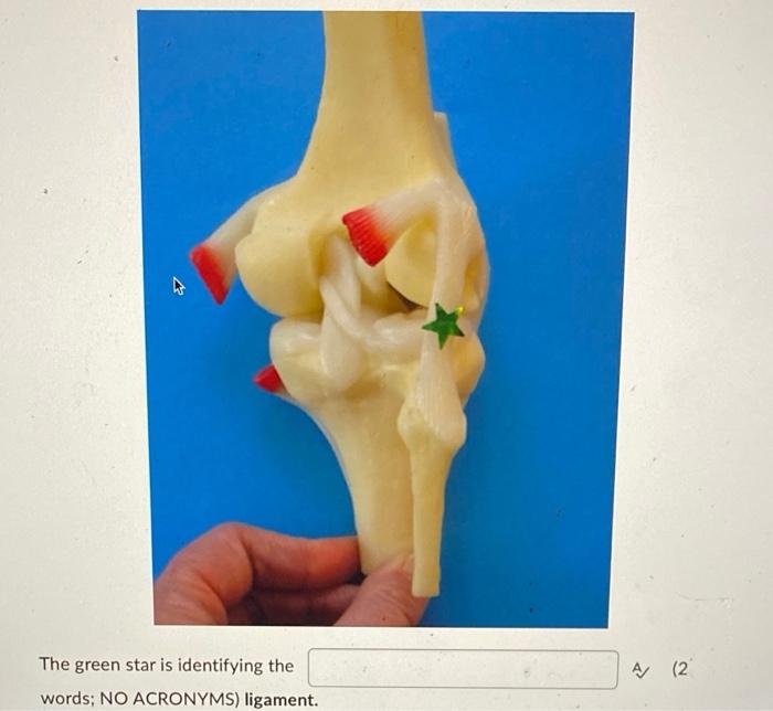 The Green Star Is Identifying The Words No Acronyms Ligament A 2 1