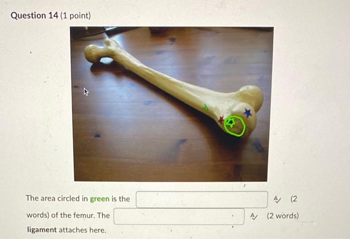 Question 14 1 Point The Area Circled In Green Is The Words Of The Femur The Ligament Attaches Here A 2 A 2 Words 1