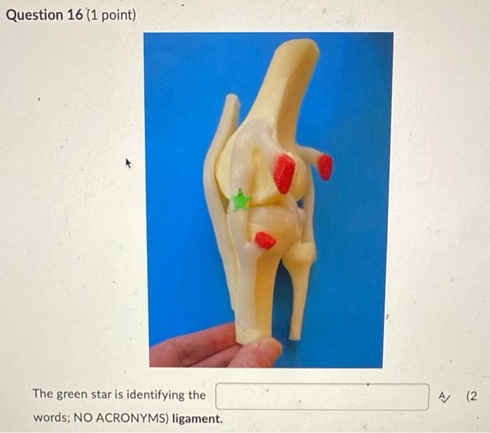 Question 16 1 Point The Green Star Is Identifying The Words No Acronyms Ligament A 2 1