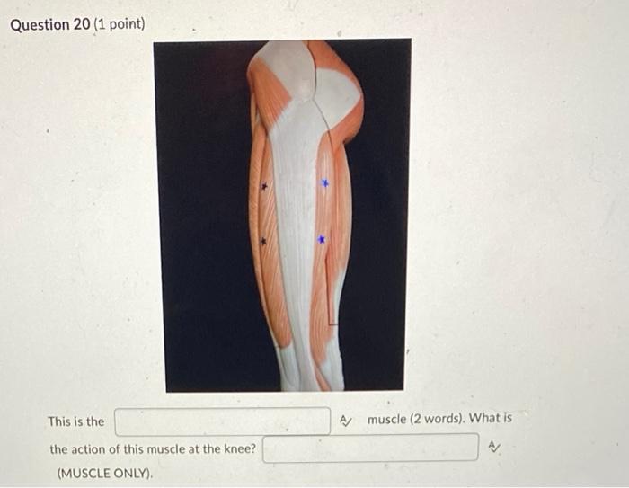 Question 20 1 Point This Is The The Action Of This Muscle At The Knee Muscle Only A Muscle 2 Words What Is 1