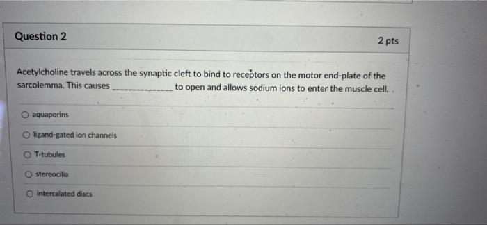 Question 2 Acetylcholine Travels Across The Synaptic Cleft To Bind To Receptors On The Motor End Plate Of The Sarcolemma 1