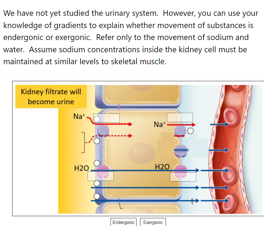 We Have Not Yet Studied The Urinary System However You Can Use Your Knowledge Of Gradients To Explain Whether Movement 1