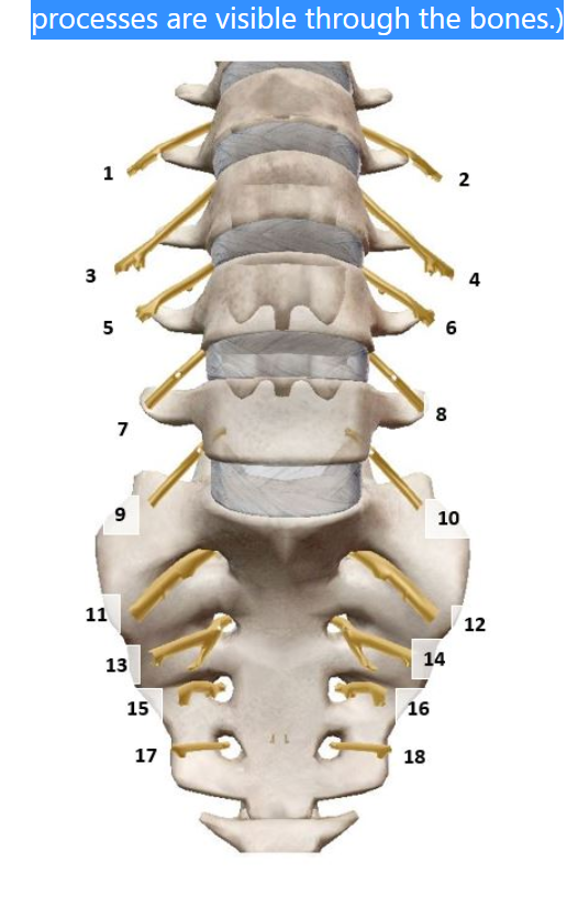 Processes Are Visible Through The Bones 3 1 5 11 7 9 13 15 17 16 18 6 8 14 2 10 12 1