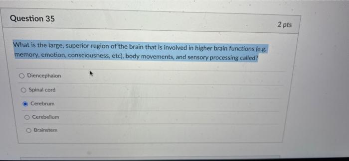 Question 35 What Is The Large Superior Region Of The Brain That Is Involved In Higher Brain Functions E G Memory Emo 1