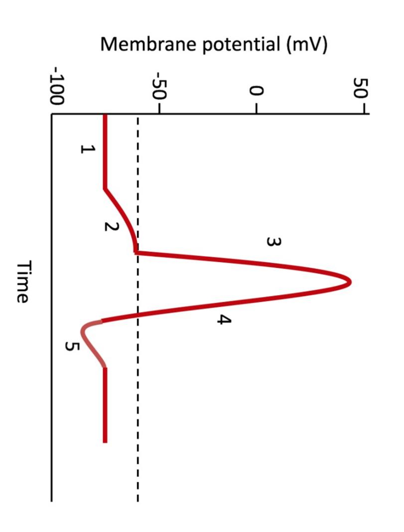 Membrane Potential Mv 50 50 100 1 I 2 3 Time 4 5 1