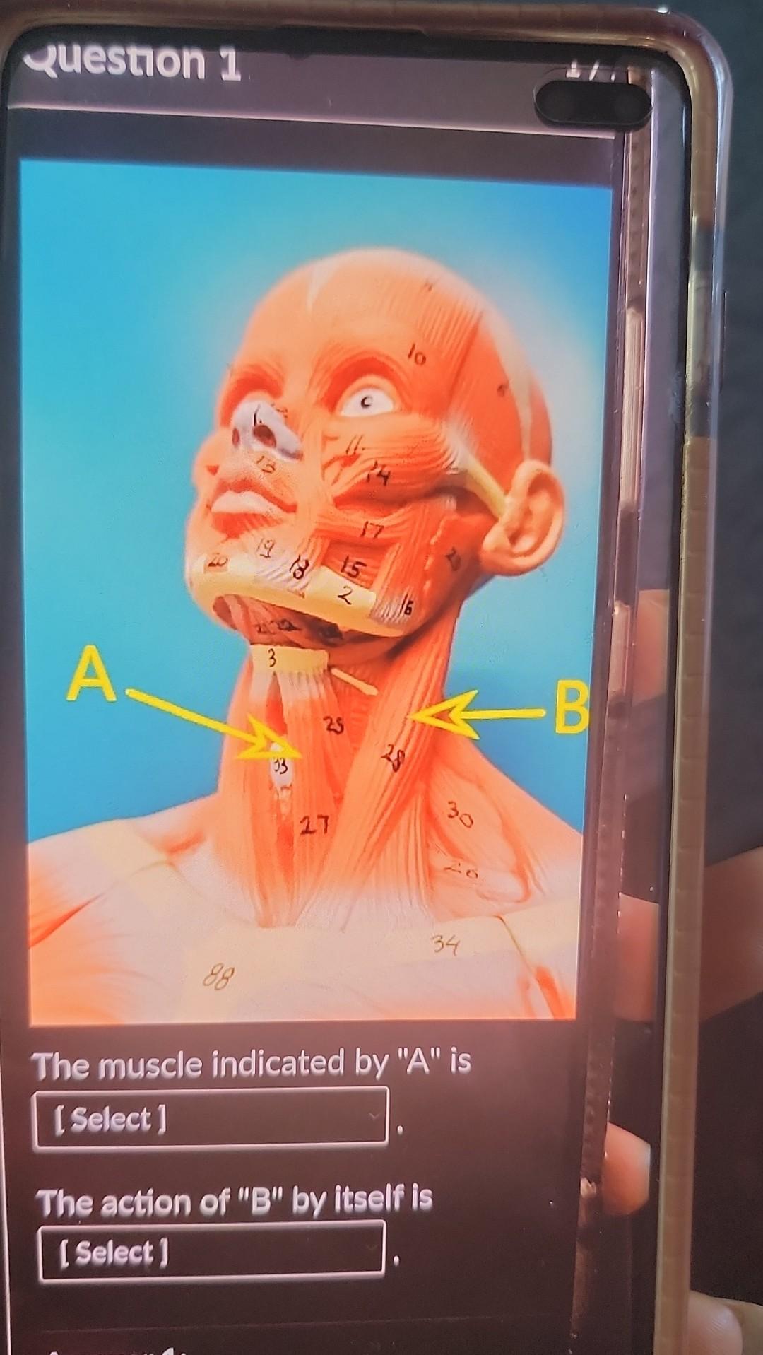 Question 1 A 88 3 33 18 2 15 25 27 Lo 34 The Muscle Indicated By A Is Select The Action Of B By Itself Is Select 1