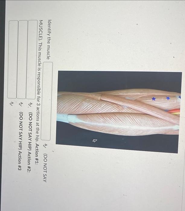 Identify The Muscle Muscle This Muscle Is Responsible For 3 Actions At The Hip Action 1 A Do Not Say Hip Action 2