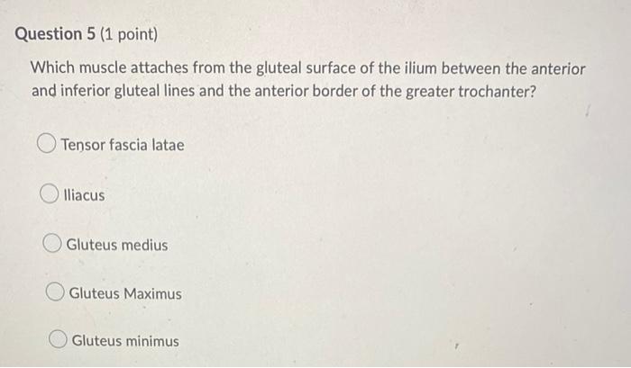 Question 5 1 Point Which Muscle Attaches From The Gluteal Surface Of The Ilium Between The Anterior And Inferior Glute 1
