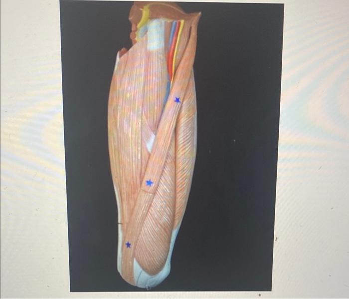 1 Identify The Muscle Word Muscle Identify 2 Actions At The Knee Action 1 At The Knee A Action 2 At The Knee A 1