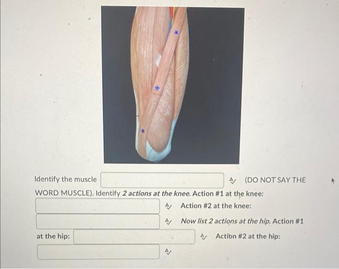 1 Identify The Muscle Word Muscle Identify 2 Actions At The Knee Action 1 At The Knee A Action 2 At The Knee A 2