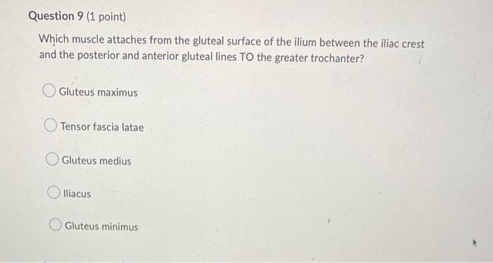Question 9 1 Point Which Muscle Attaches From The Gluteal Surface Of The Ilium Between The Iliac Crest And The Posteri 1