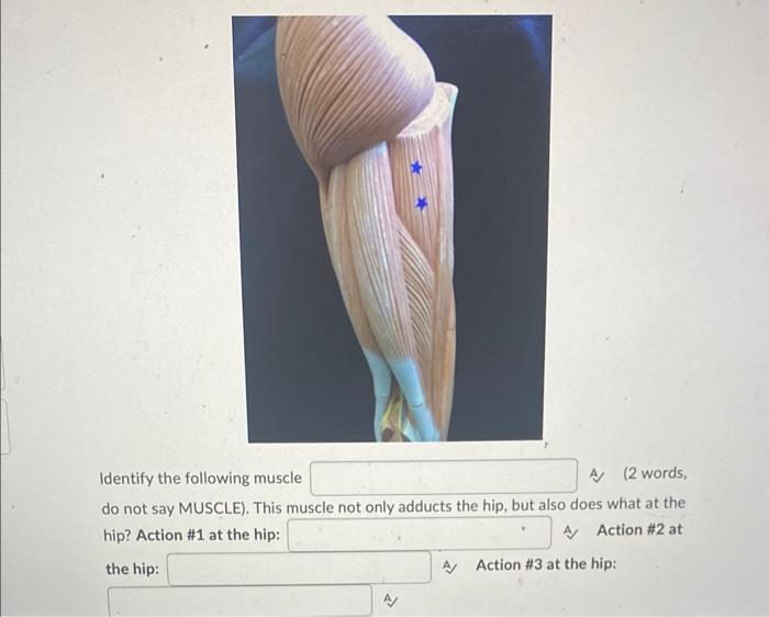 Identify The Following Muscle A 2 Words Do Not Say Muscle This Muscle Not Only Adducts The Hip But Also Does What A 1