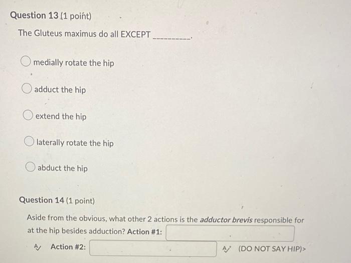 Question 13 1 Point The Gluteus Maximus Do All Except Medially Rotate The Hip Adduct The Hip Extend The Hip Laterally 1