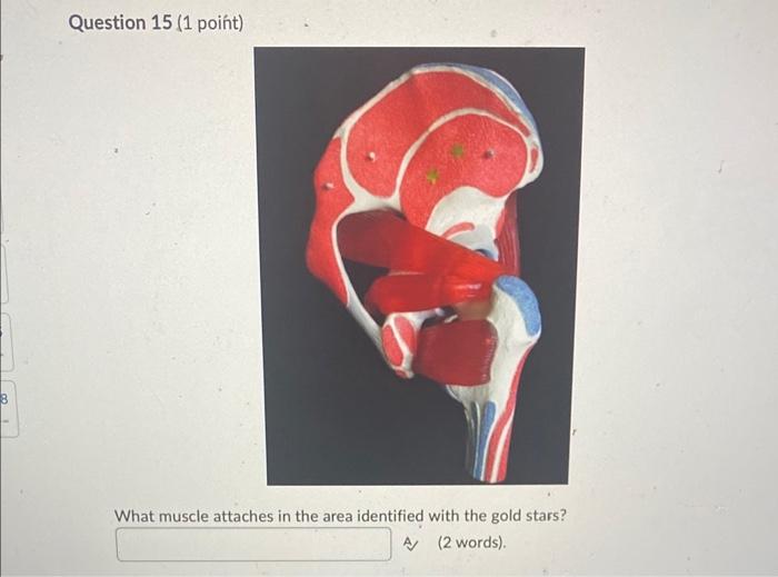 Question 15 1 Point What Muscle Attaches In The Area Identified With The Gold Stars A 2 Words 1