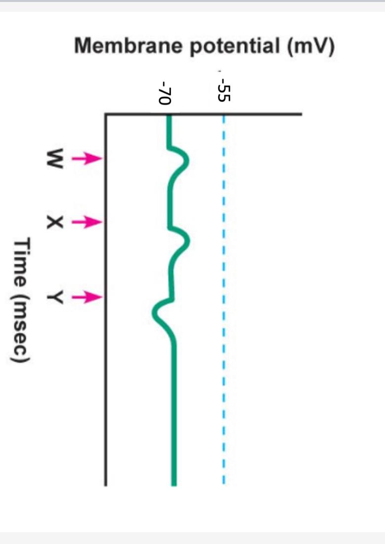 Membrane Potential Mv W X Y Time Msec 1