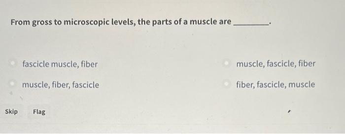 A Muscle Fiber Is An Arrangement Of Actin And Myosin Filaments Deep Within A Muscle Cell A Muscle Cell A Rod Like Stru 2