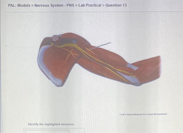 Pal Models Nervous System Cns Lab Practical Question 12 O Sombo 2010 Identify The Highlighted Structure Some C 6