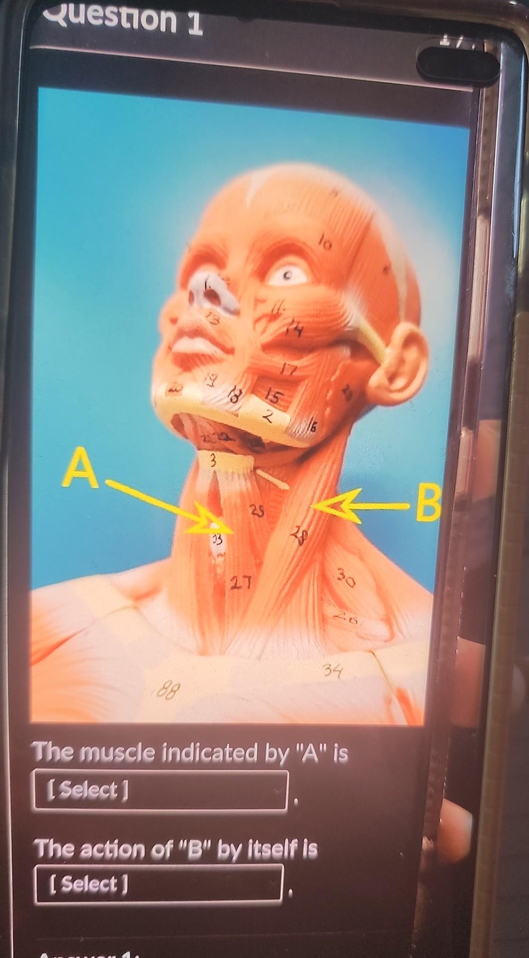 Question 1 A 88 3 33 18 2 25 27 28 Lo The Action Of B By Itself Is Select 34 The Muscle Indicated By A Is Select 1