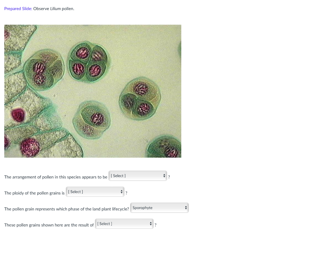Prepared Slide Observe The Capsella Mature Embryo Slide The Embryo Is Bent With The Radicle Embryonic Root On Top 2