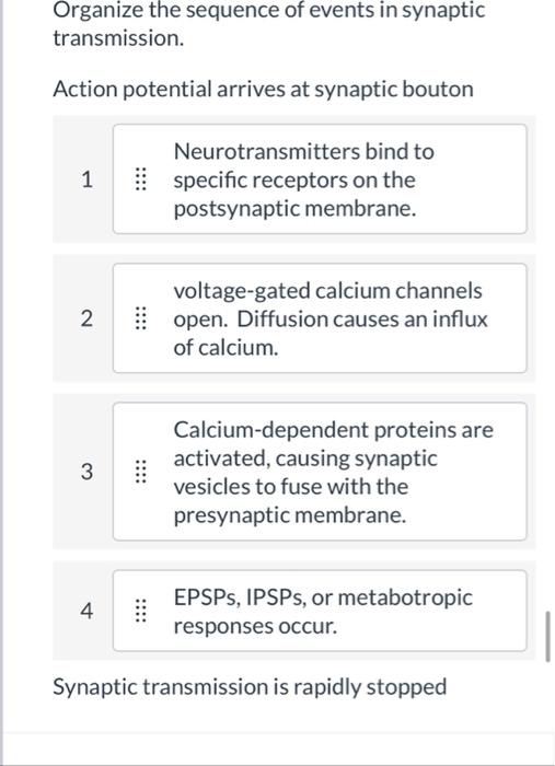 Organize The Sequence Of Events In Synaptic Transmission Action Potential Arrives At Synaptic Bouton 1 2 3 4 Neurotrans 1