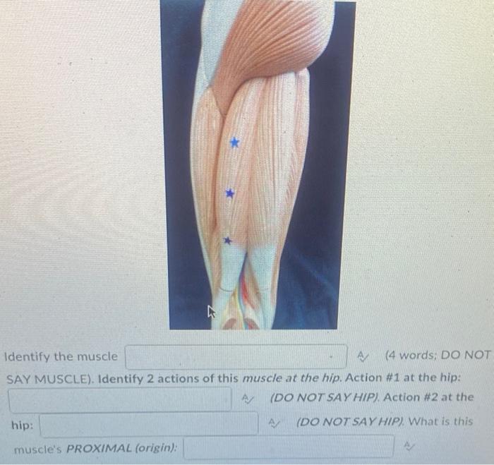 Identify The Muscle A 4 Words Do Not Say Muscle Identify 2 Actions Of This Muscle At The Hip Action 1 At The Hip 1