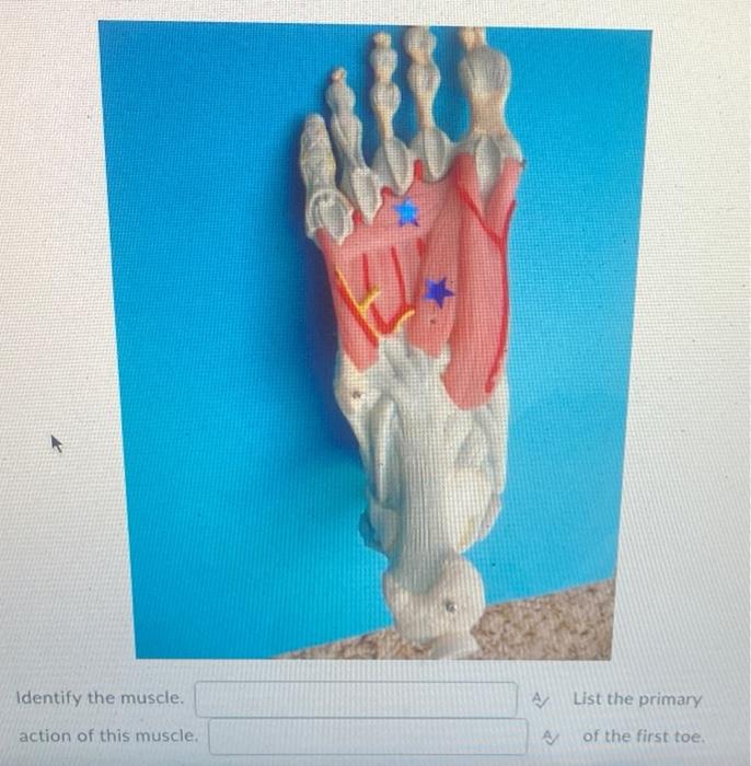 Identify The Muscle Action Of This Muscle A A List The Primary Of The First Toe 1