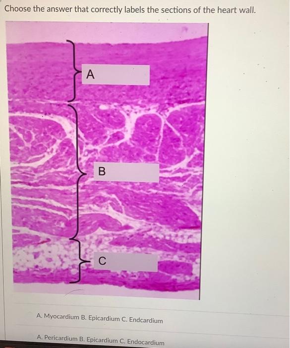 Which Capillary Is Found In This Tissue Continuous Fenestrated Enclosed Sinusoidal Which Cell Type Is In The Blood Ves 4