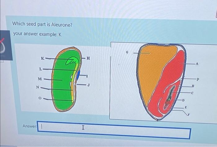 Which Seed Part Is Aleurone Your Answer Example K Answer K L M I H 1