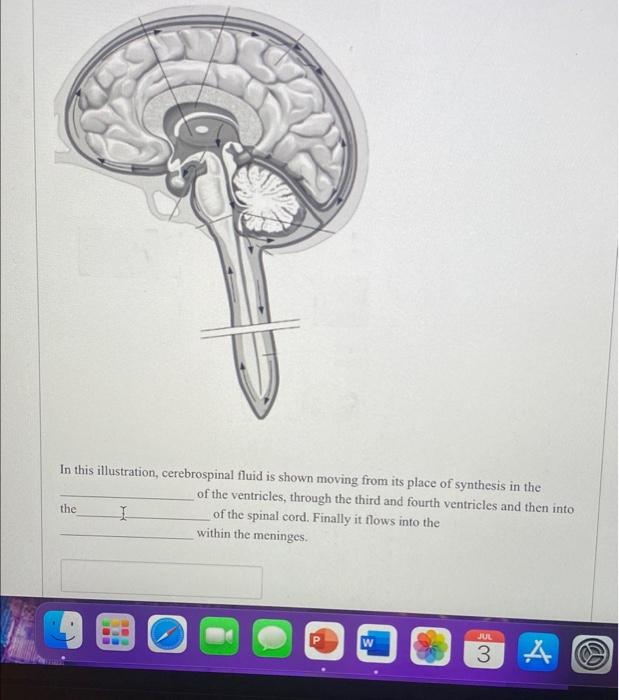 In This Illustration Cerebrospinal Fluid Is Shown Moving From Its Place Of Synthesis In The Of The Ventricles Through 1