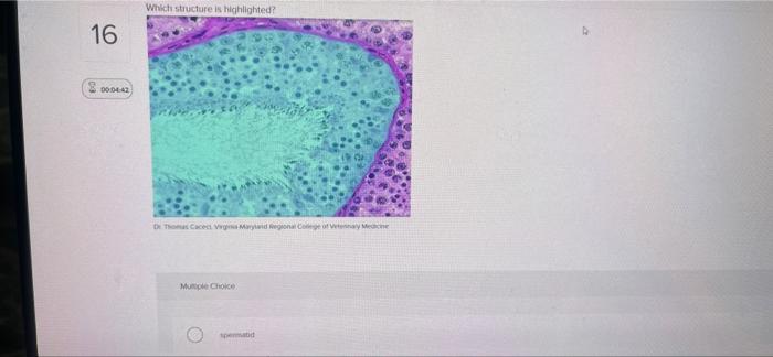 16 00 04 42 Which Structure Is Highlighted De Thomas Cacect Vega Maryland Regional College Of Vetenary Medicine Multipl 1