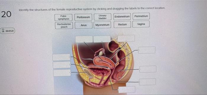21 00 01 36 Identify The Structures Of The Female Reproductive System By Clicking And Dragging The Labels To The Correct 2