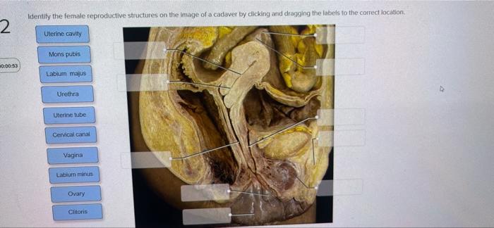 21 00 01 36 Identify The Structures Of The Female Reproductive System By Clicking And Dragging The Labels To The Correct 4